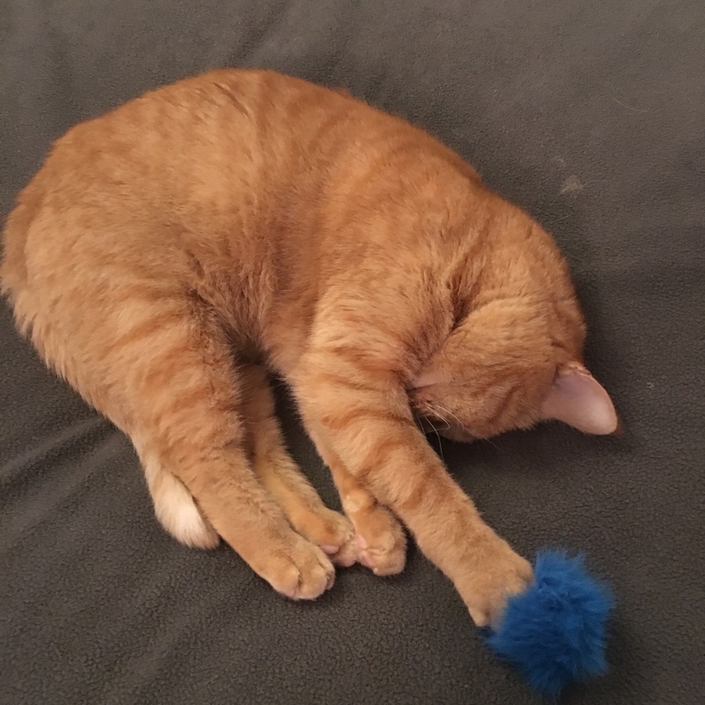 Meet your Posher, Donna